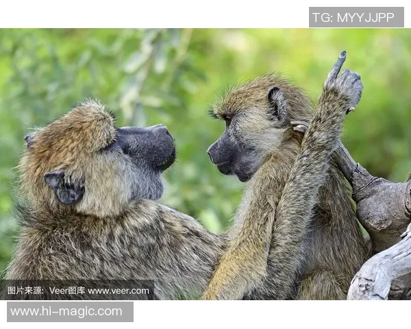狒狒这一外号背后的足球明星是谁你知道吗 狒狒这一外号背后的足球明星是谁你知道吗
